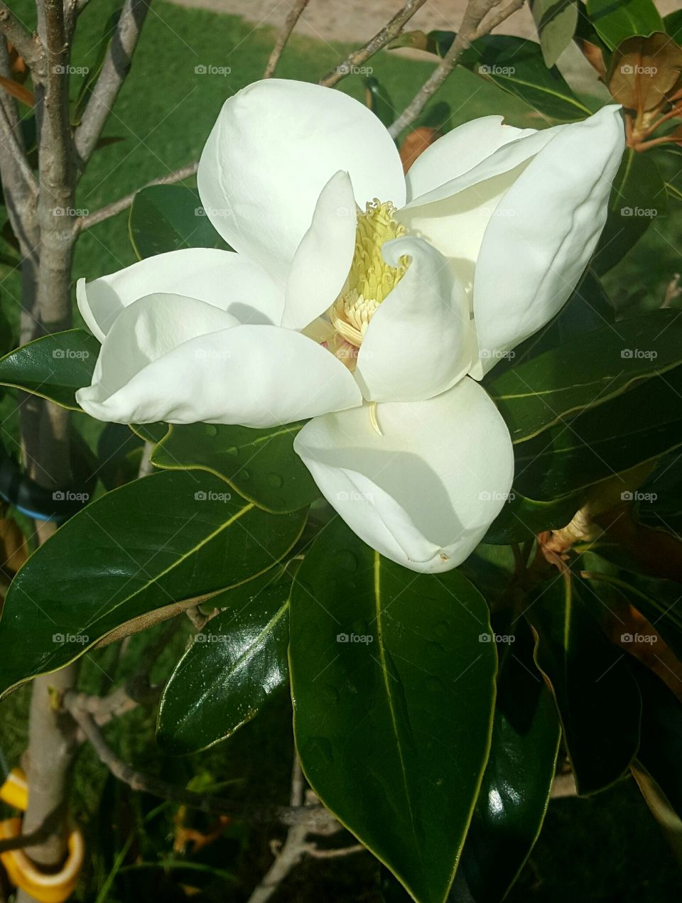 magnolia tree in bloom close up