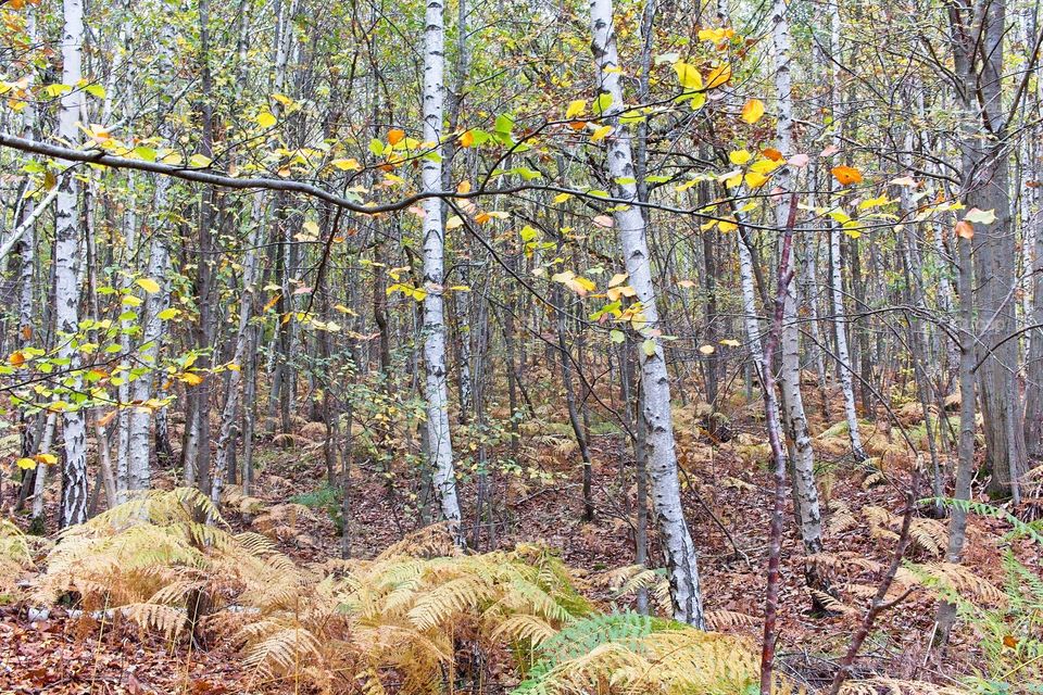 autumn tree in the park