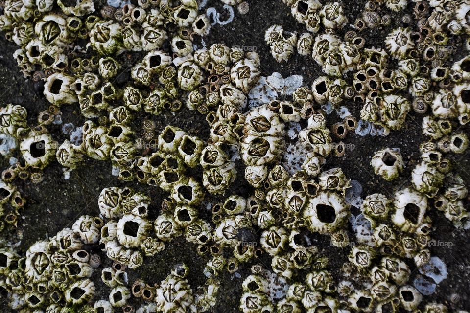 Barnacles
