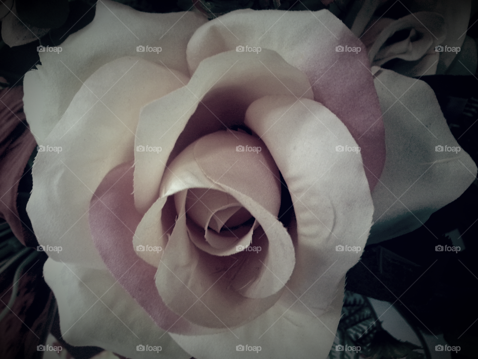 A rose in vintage