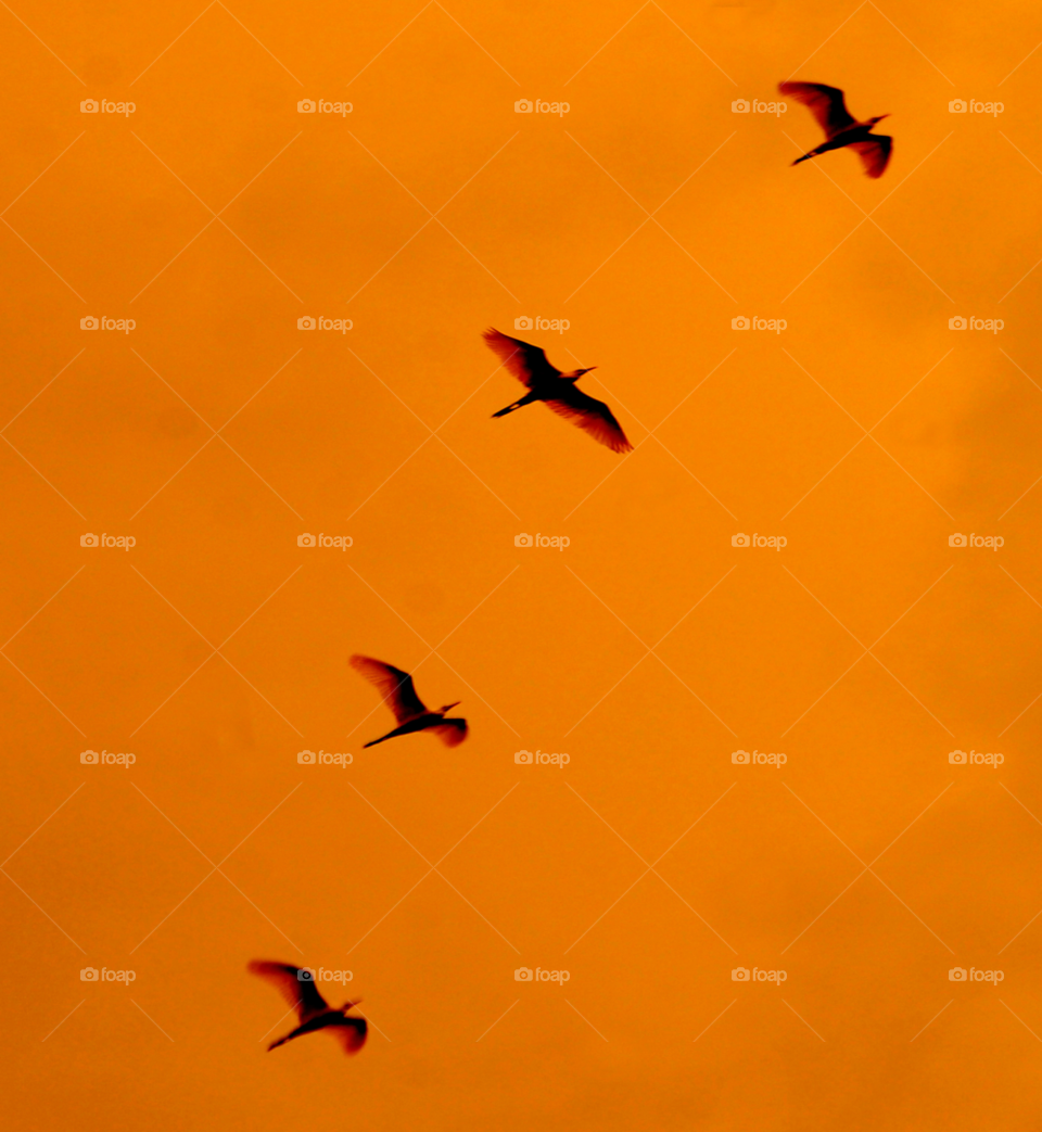 sky sunset orange birds by lightanddrawing