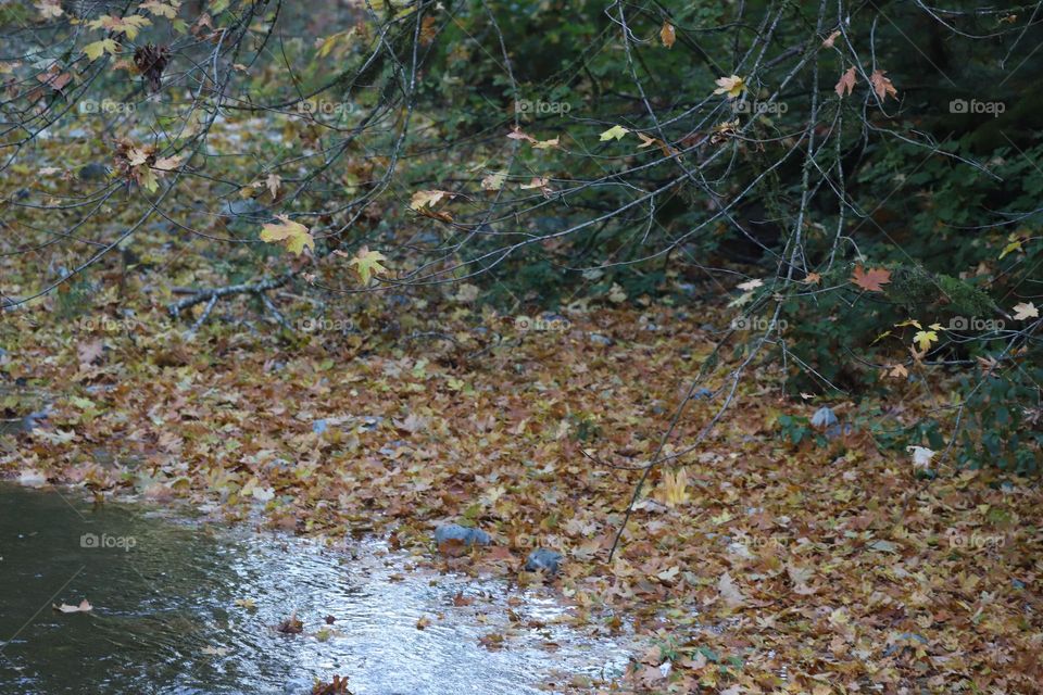 Fallen leaves by the river 