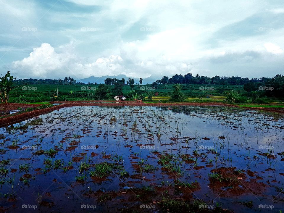 ricefield