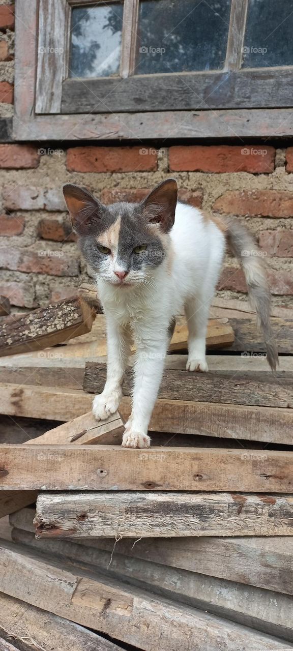 Kitten sitting on a pile of wood