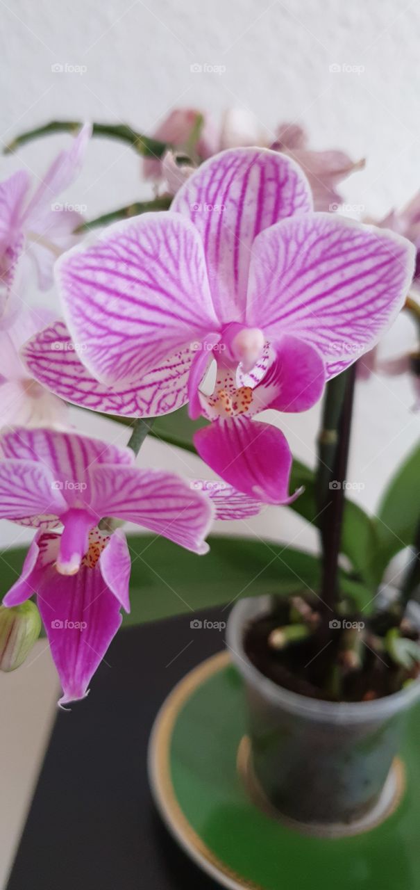 Orchids