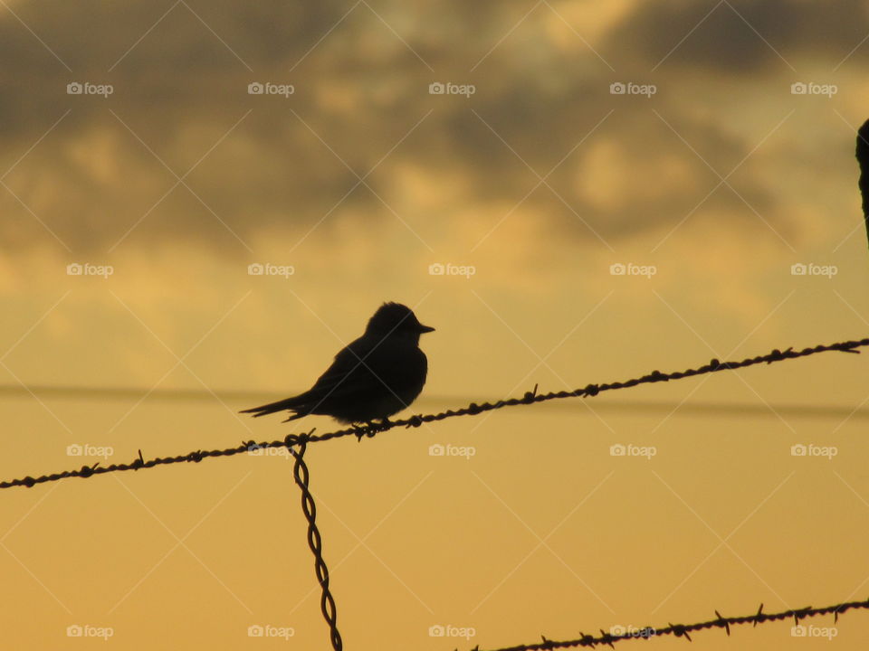 Bird on a fence wire