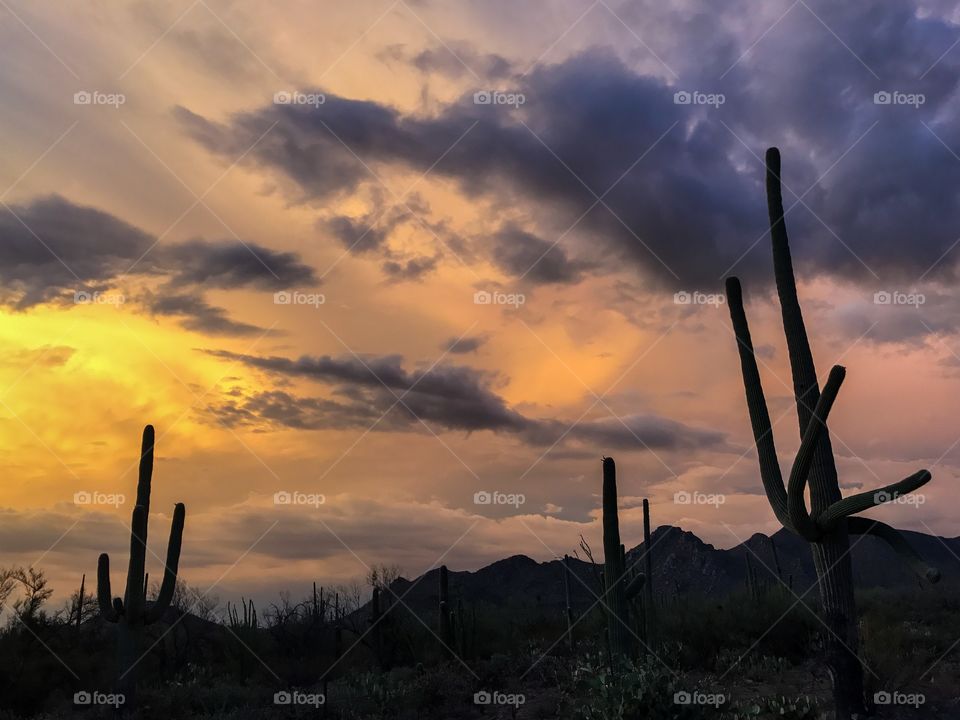 Desert Sunset Landscape 