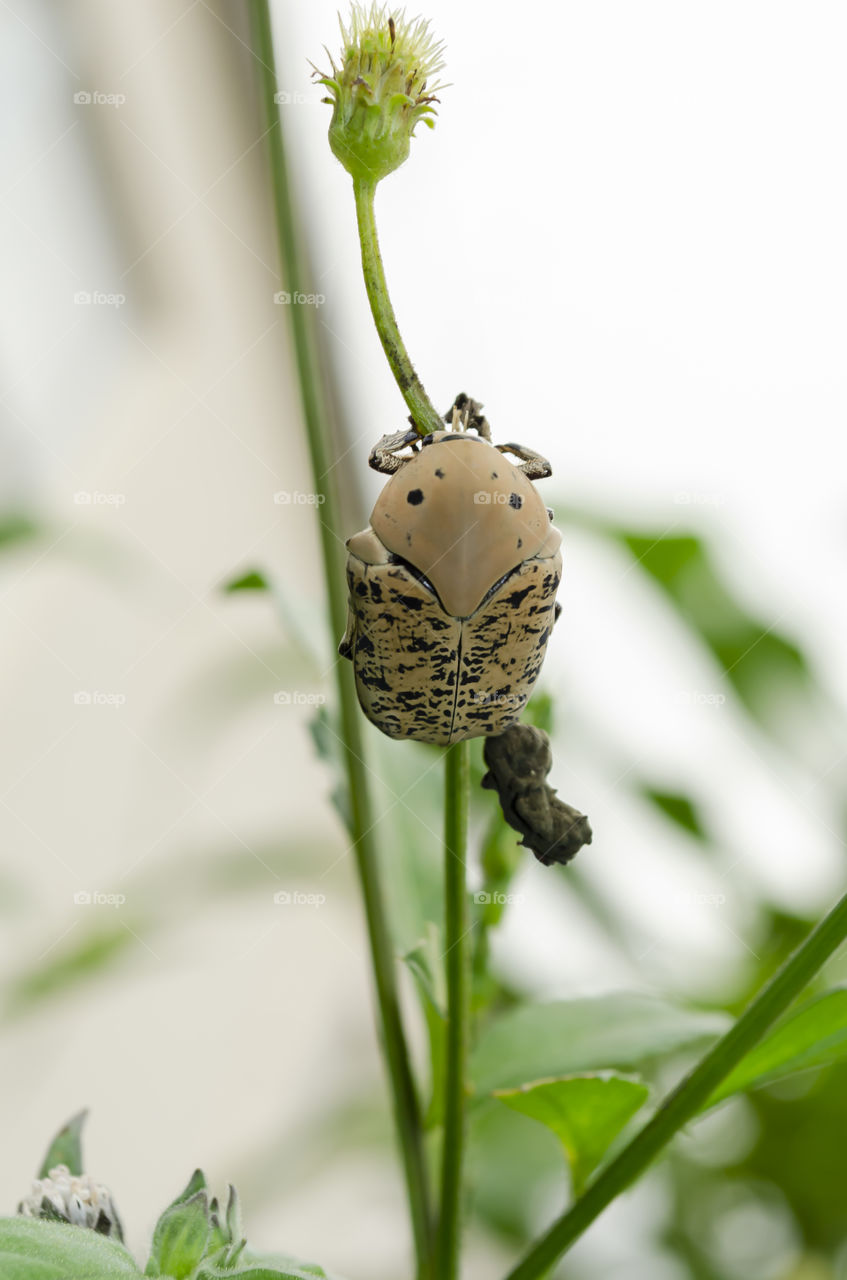 Gymnetis Lanius Beetle