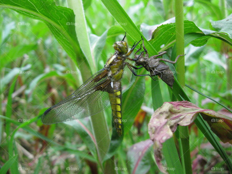 Dragonfly on plant