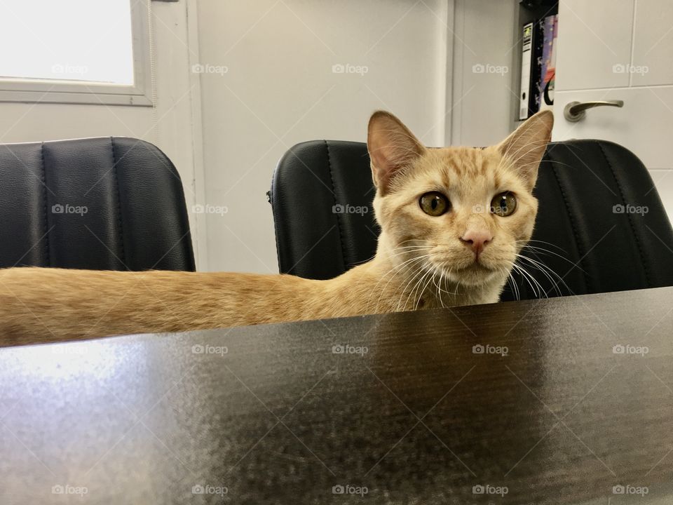 cat in the office