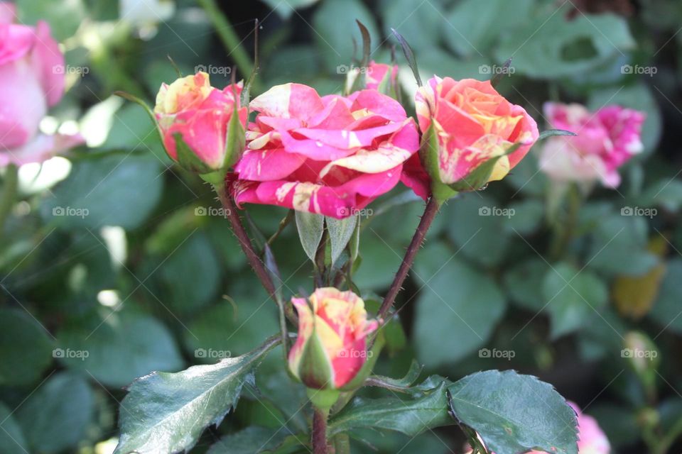 multicolored roses
