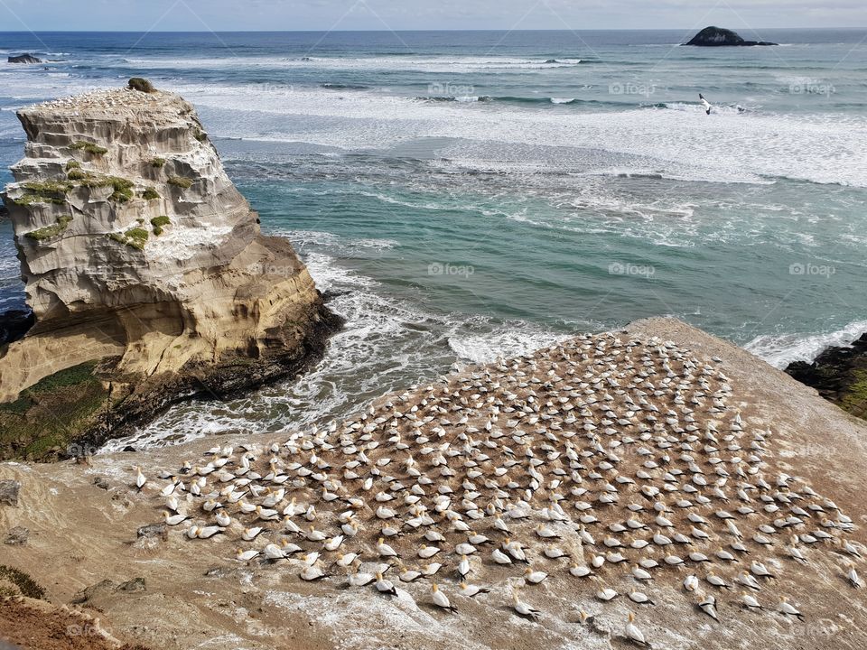 gannet colony
