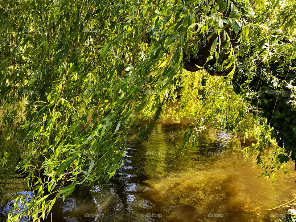 Weeping willow 