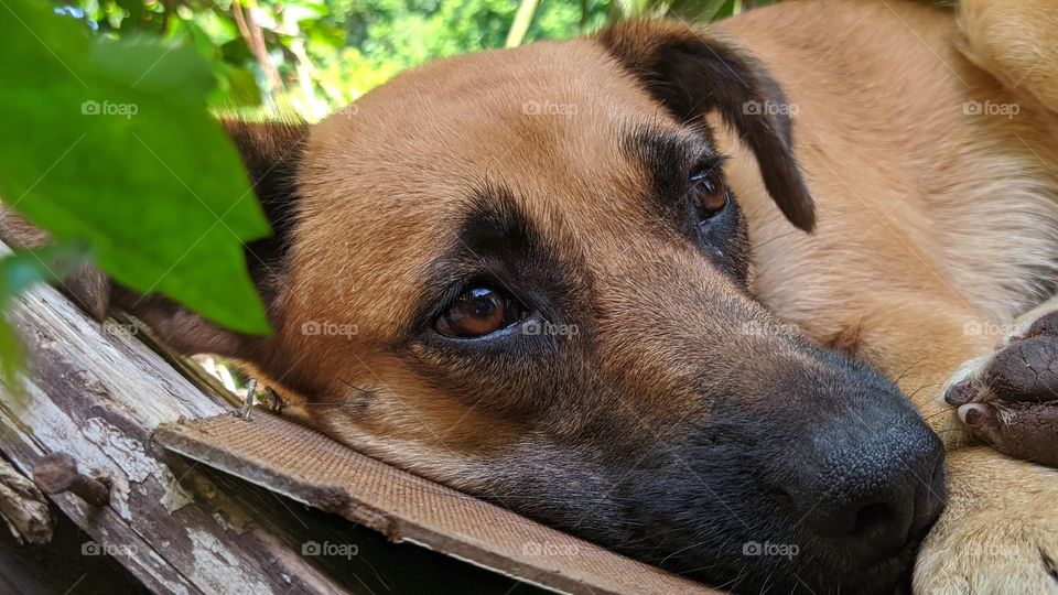 A picture of my lovely Dog her name is Goldy, she's just chilling simply enjoying a sunny Monday morning in the tropical island of Jamaica.