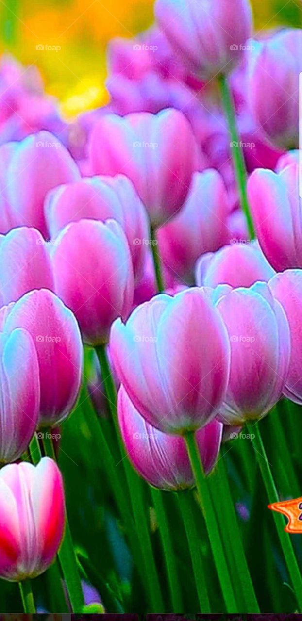 April tulips