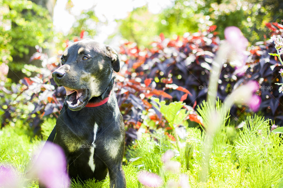 Nature, Grass, Outdoors, No Person, Summer