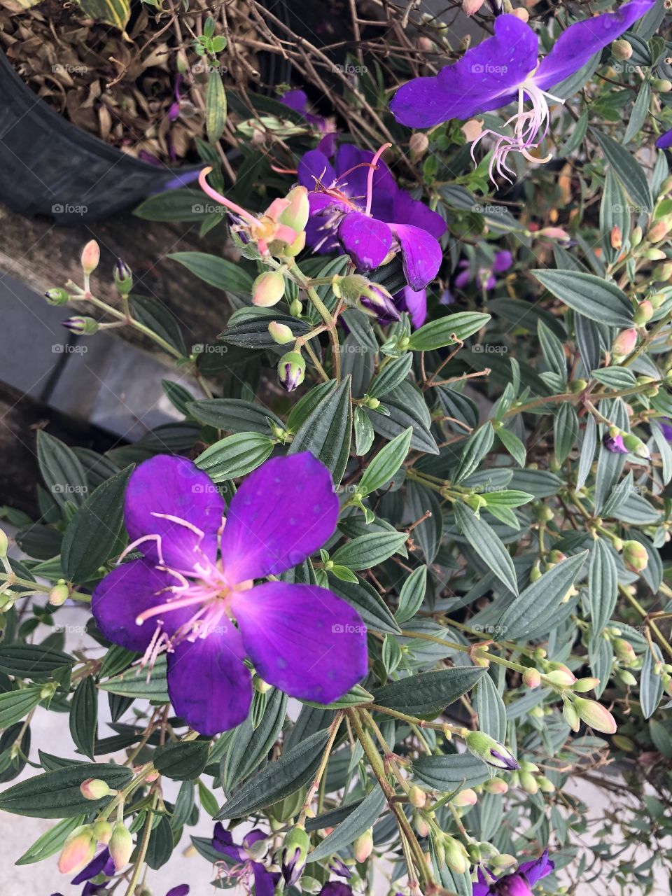 Purple Tibouchina