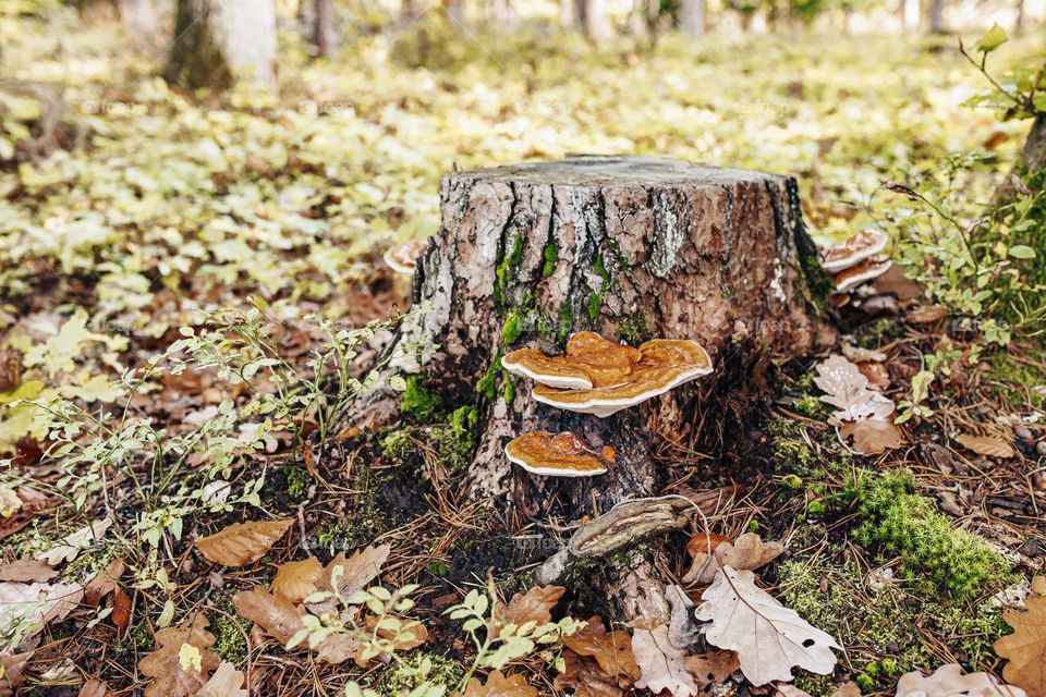 mushrooms on a tree in the forest