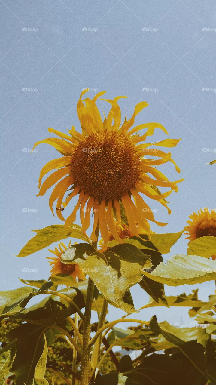 yellow girassol girasol sunflower plant