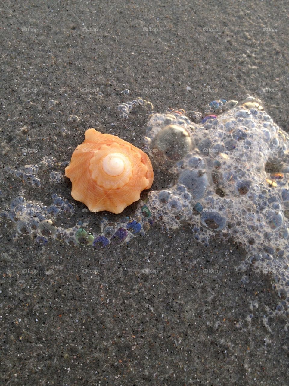 Tiny shell with sea foam on the beach. 
