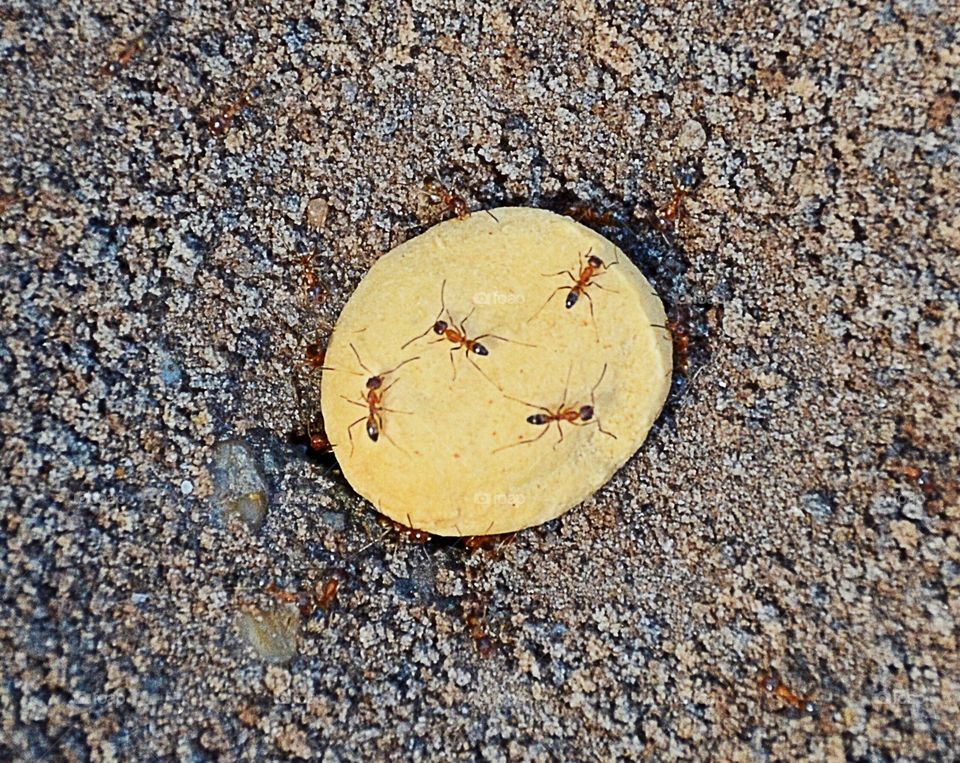 Ants