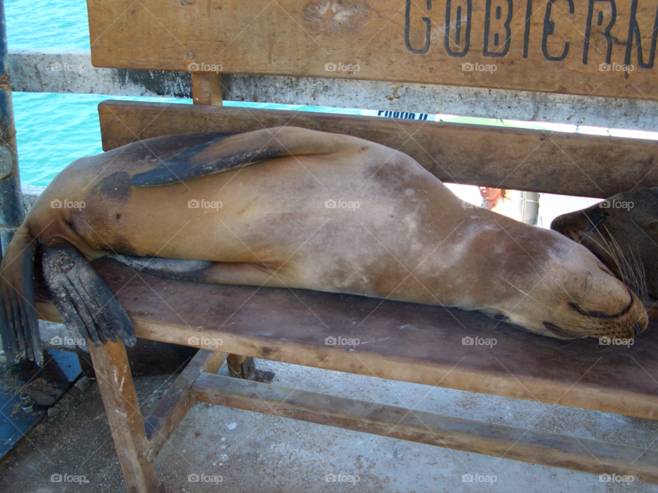 seal animals galapagos sea lion by izabela.cib