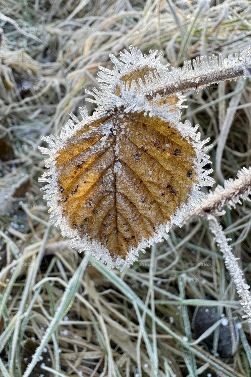 Closeup of frozen brown leaf covered with beautiful white frost on a cold winter day in the nature 
