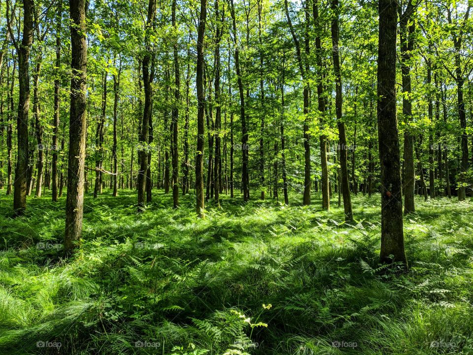 Amazing scenery with lush vegetation and green trees in a dense forest during spring