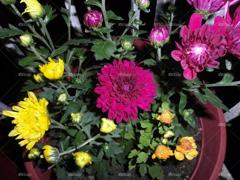 chrysanthemums