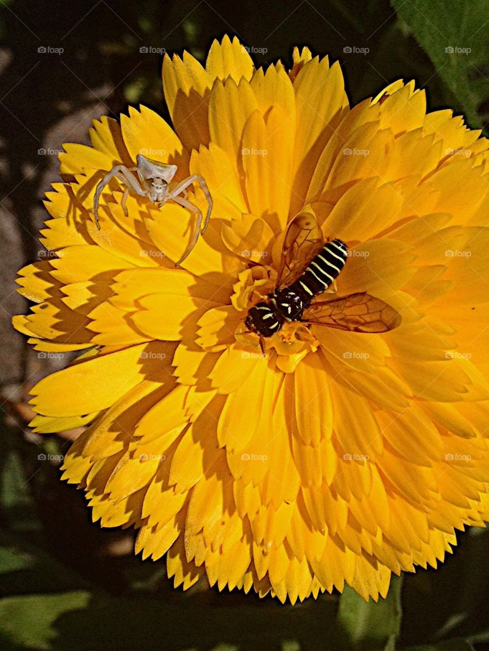 Insects on flower 
