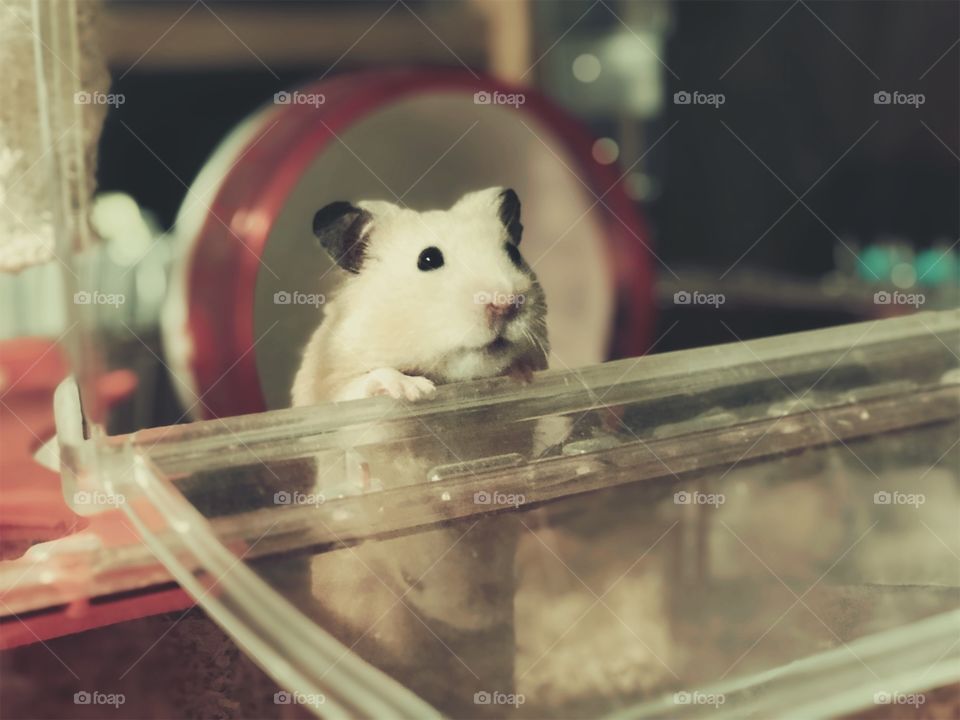 Hamsters 