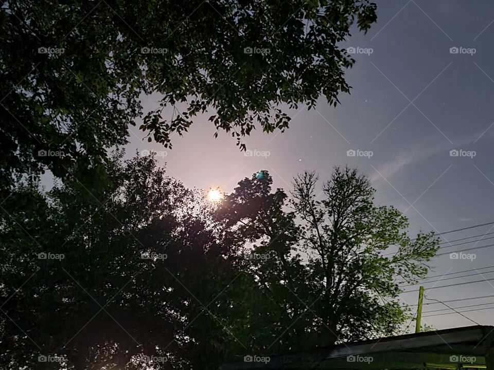 moon in the trees