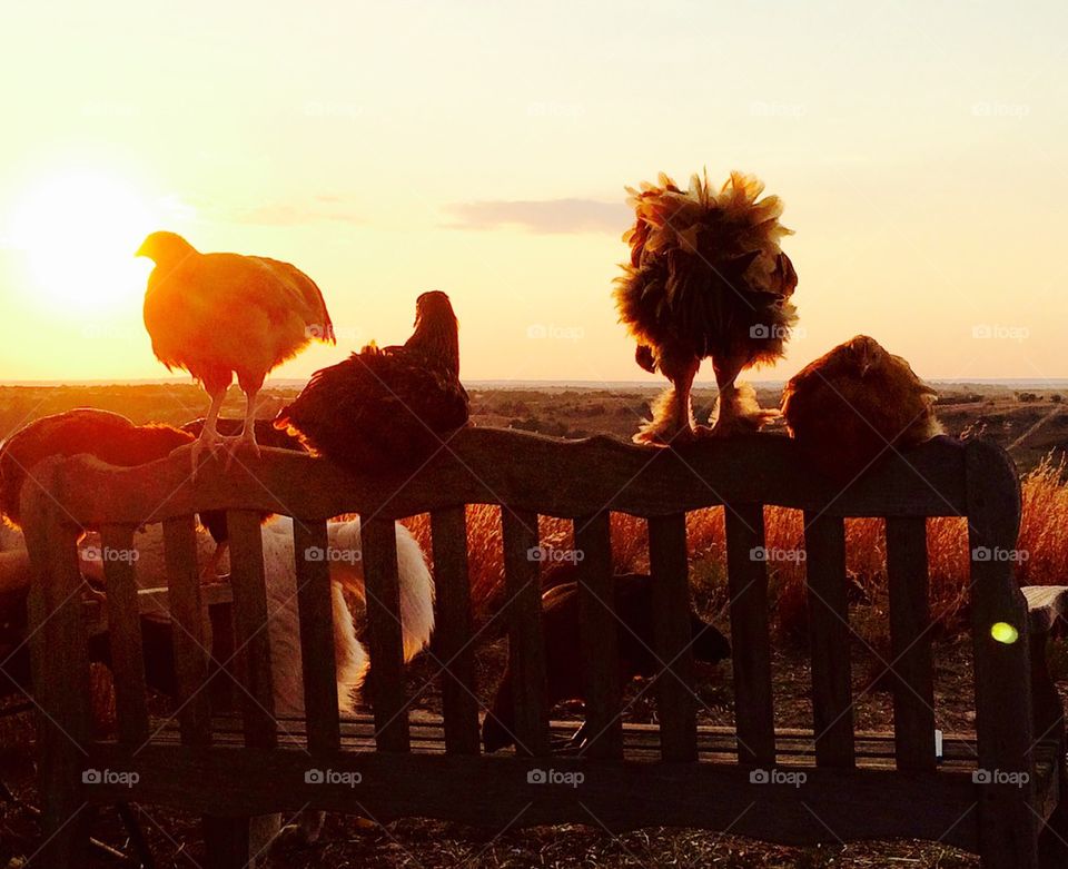 Chicken Butt Sunshine