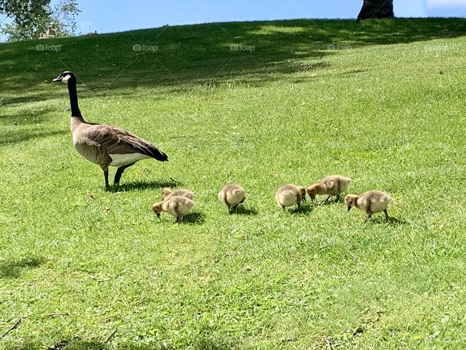 A family of geese walking on the green grass on a sunny day 