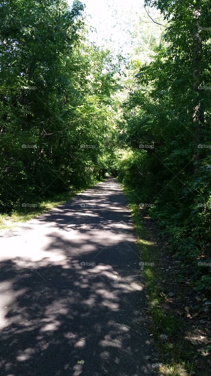 Fred Meijer Heartland Trail Tree Tunnel