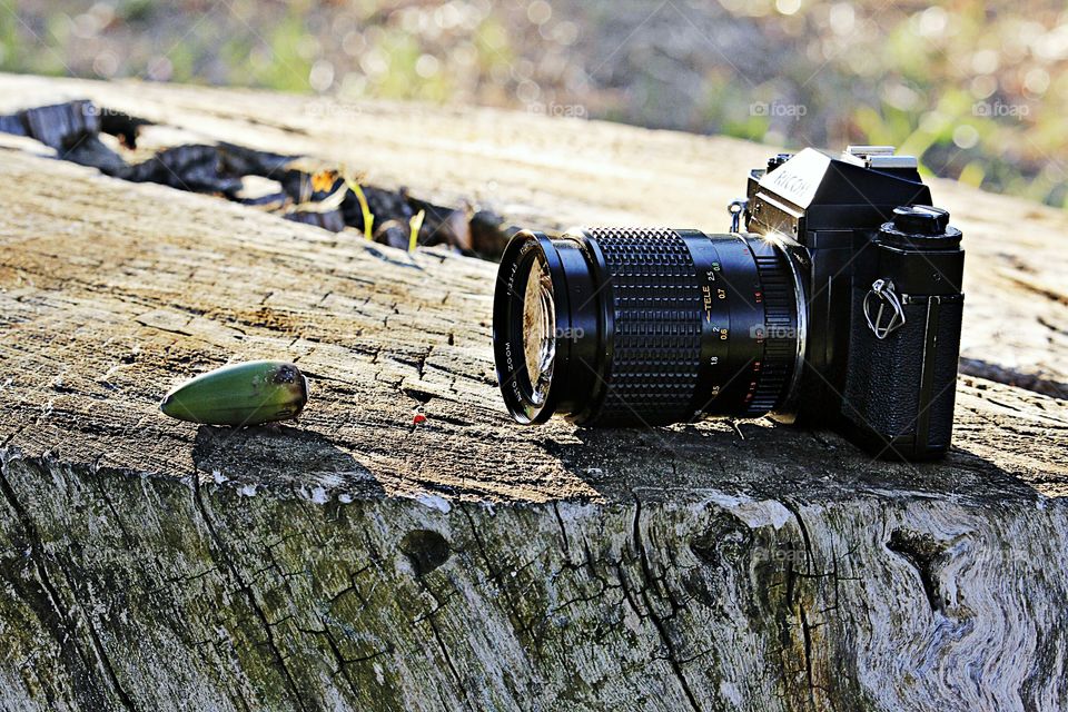the acorn and the camera