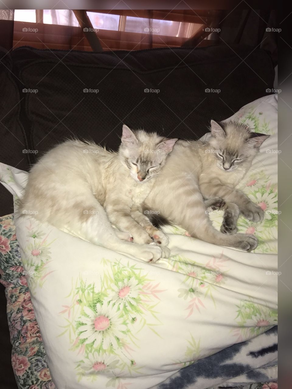 Our cute twins snuggle