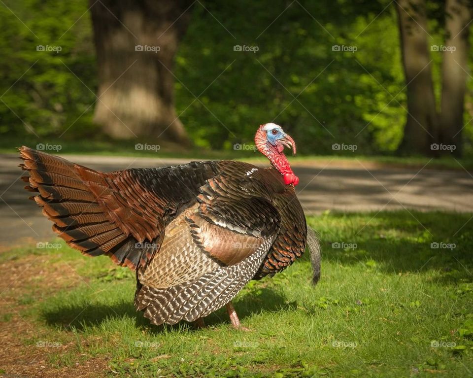 Wild Turkey