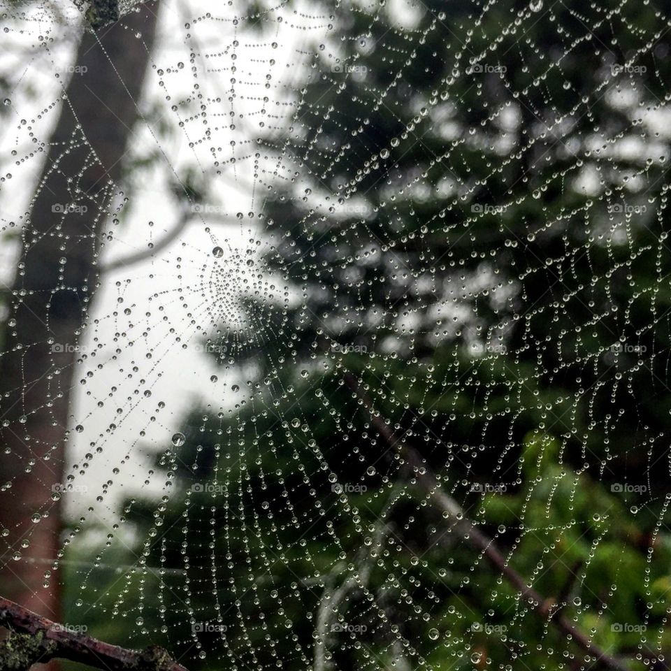 Spiderweb, Spider, Cobweb, Trap, Web