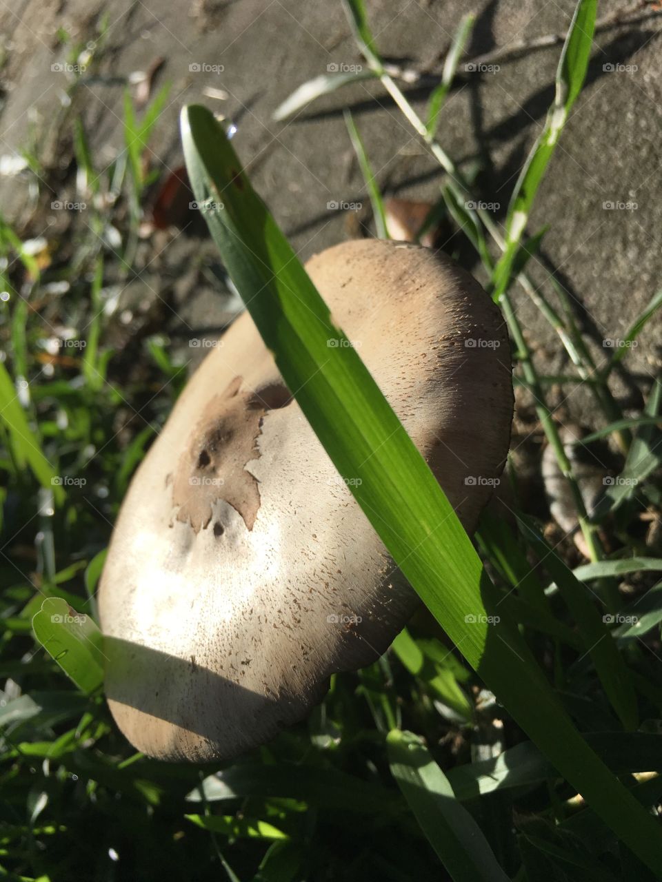 Mushrooms in the green grass in Florida 
