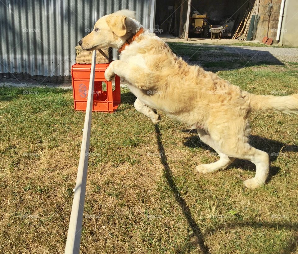 Jump dog. My dog in an easy jump around home