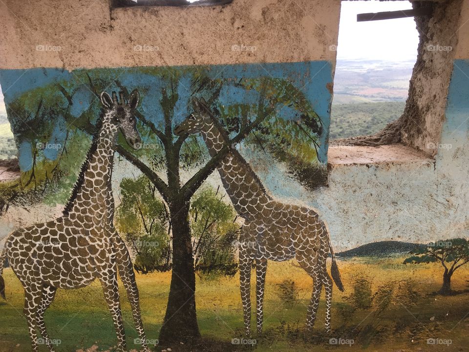 Giraffe, Mammal, Wildlife, Nature, No Person