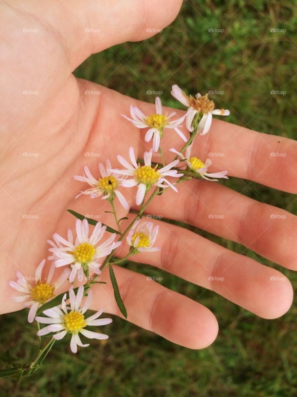 Flowers in hands 