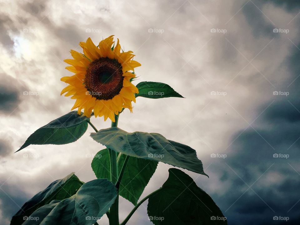 Sunflower Storm