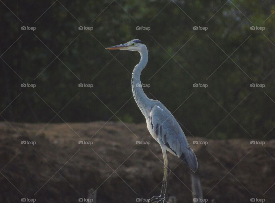 Grey heron . Standing lone for the sun light of the morning , at the field - metres from mangrove canals . Keep freshy of the body temperature and keep distance with others bird at the mud . This one bird , and others be one community into egret .