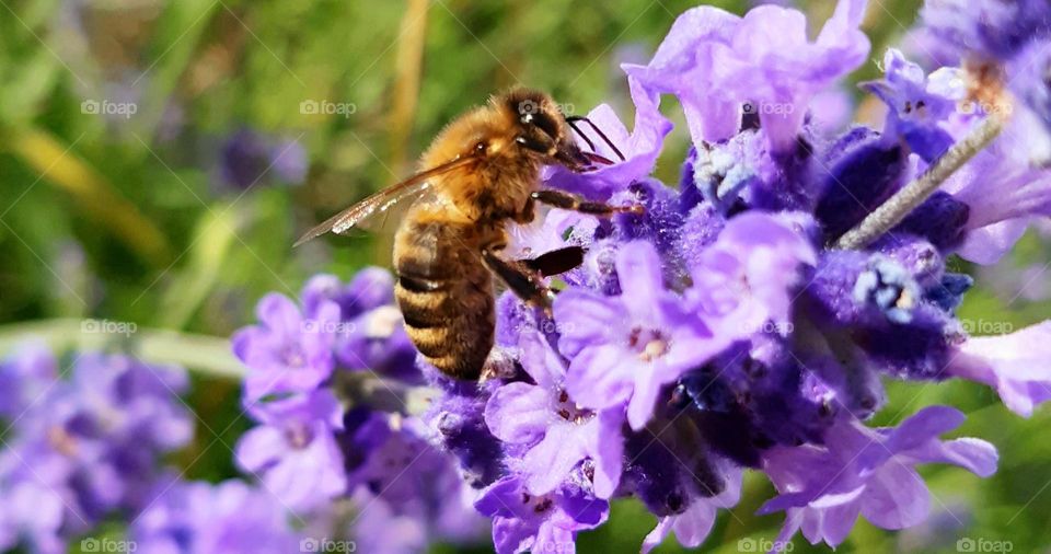 honey bee collecting nectar 🐝💜