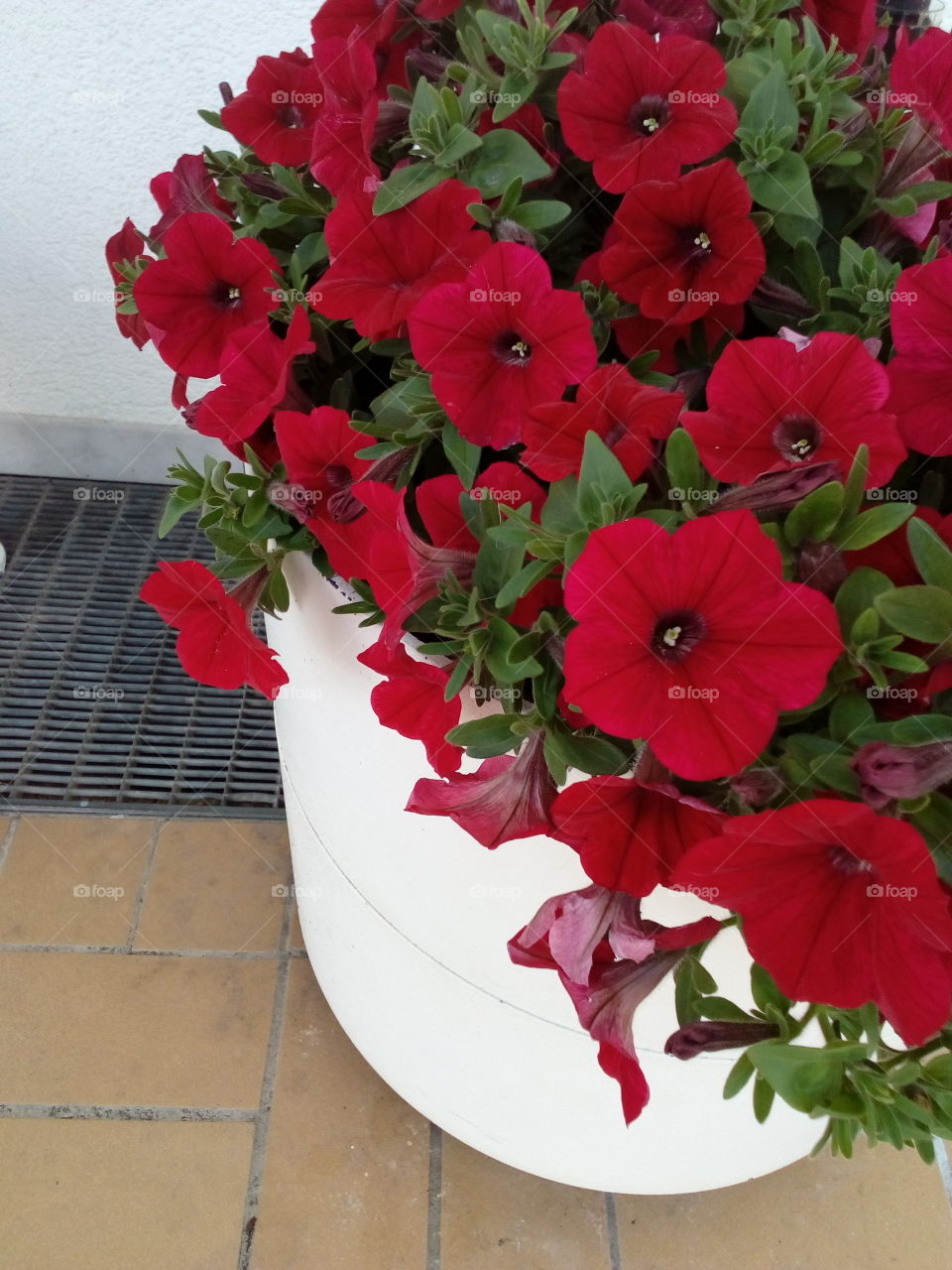 beautiful red flowers in summer time