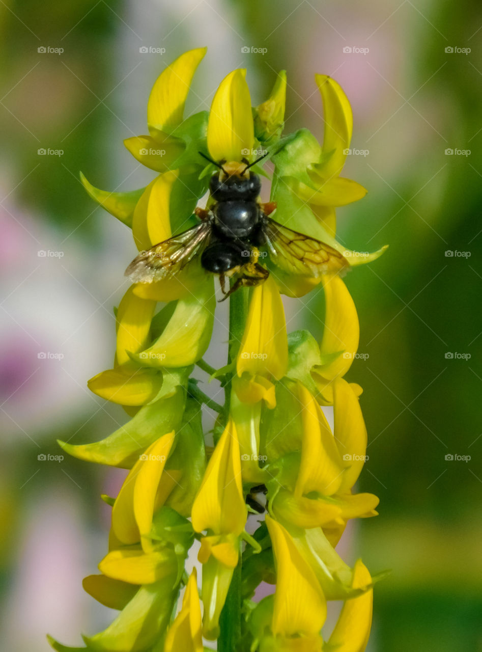 Beautiful Yellow colour flower with black honeybee having blur background.