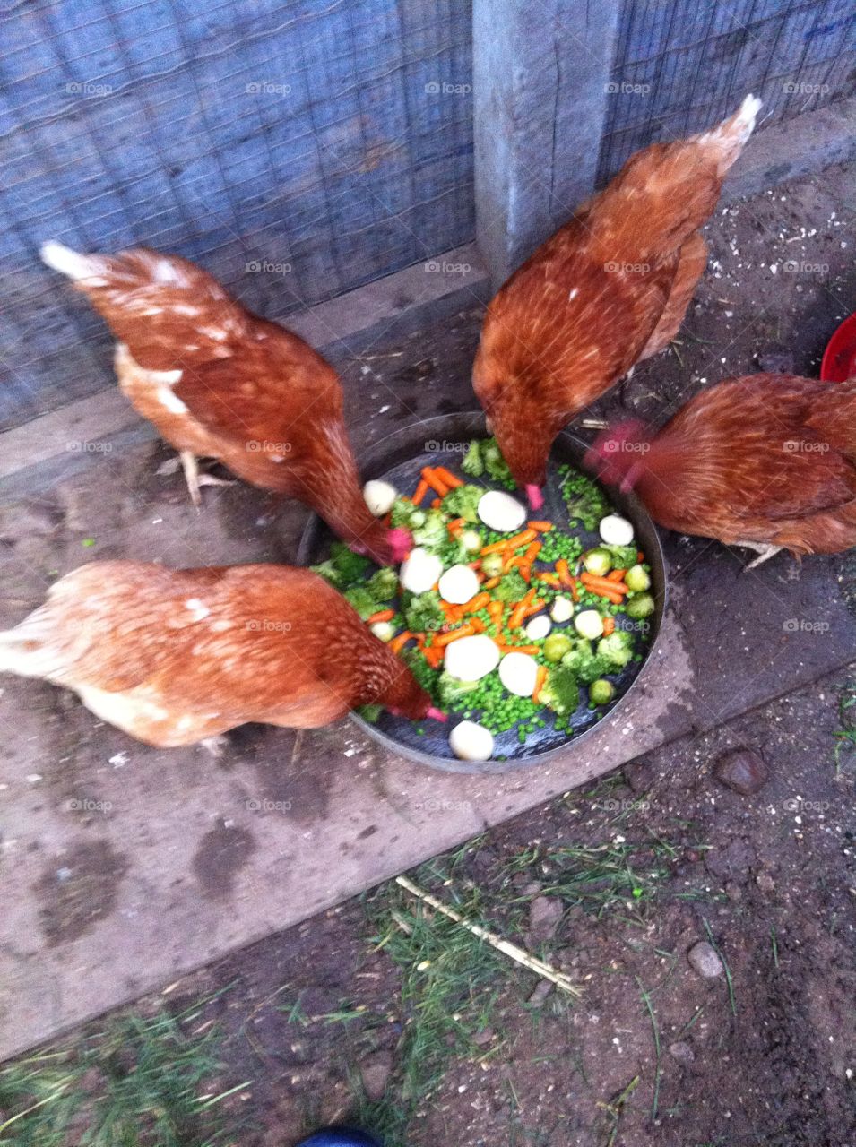 Chickens eating 