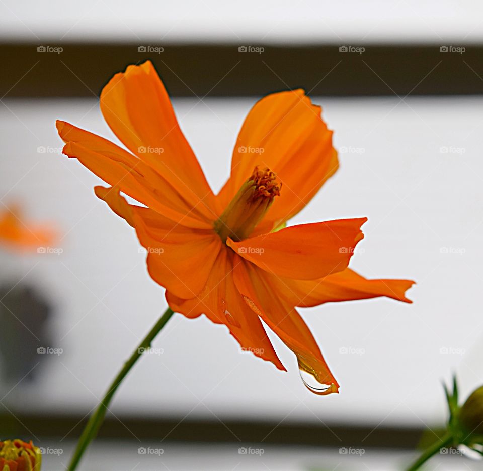 Flower with water drop